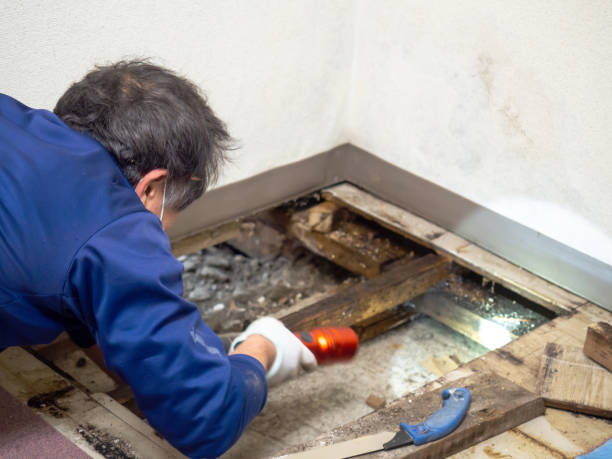Best Crawl Space Mold Removal  in Springerville, AZ