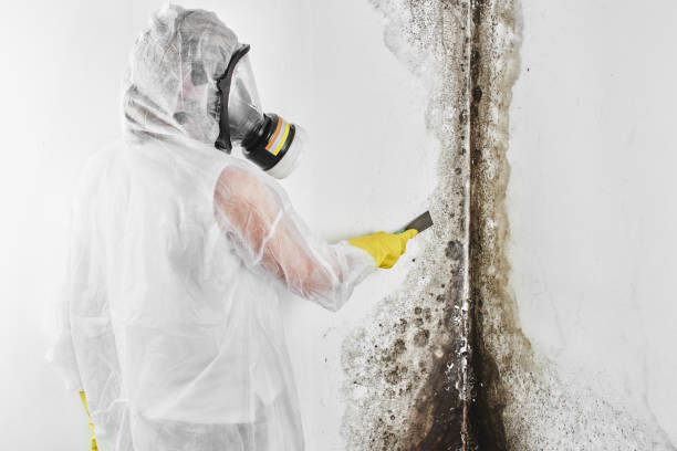 Best Emergency Mold Removal  in Springerville, AZ