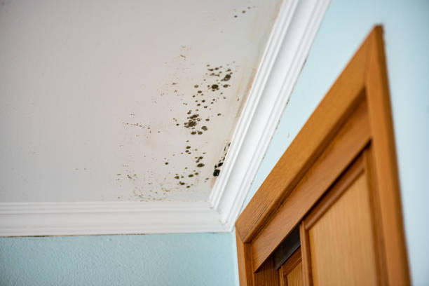 Best Mold Testing  in Springerville, AZ