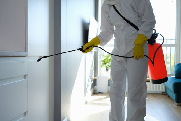Best Mold Removal Company Near Me  in Springerville, AZ