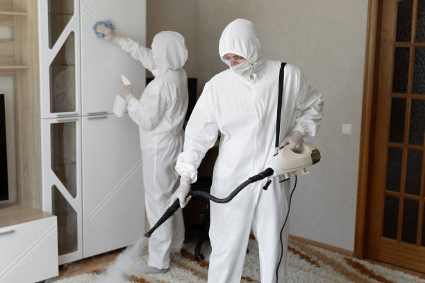 Best Toxic Mold Removal  in Springerville, AZ