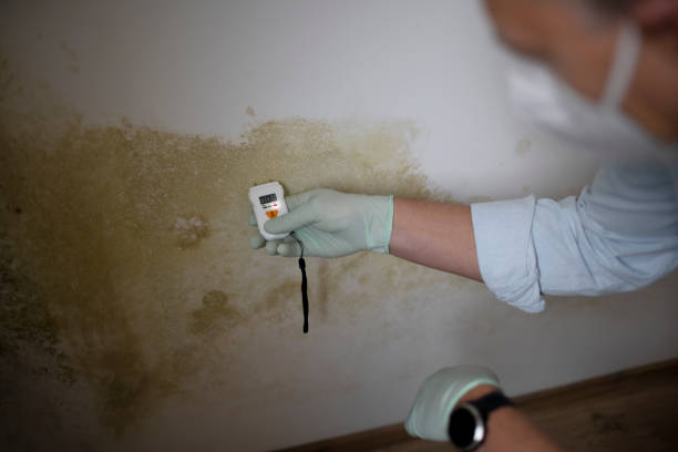 Best Fast Mold Removal  in Springerville, AZ