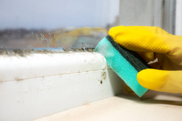 Professional Mold Removal in Springerville, AZ