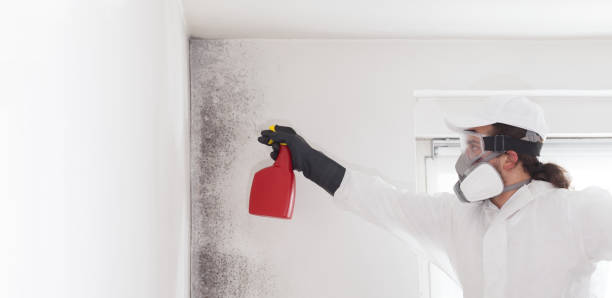 Best Water Damage Restoration  in Springerville, AZ