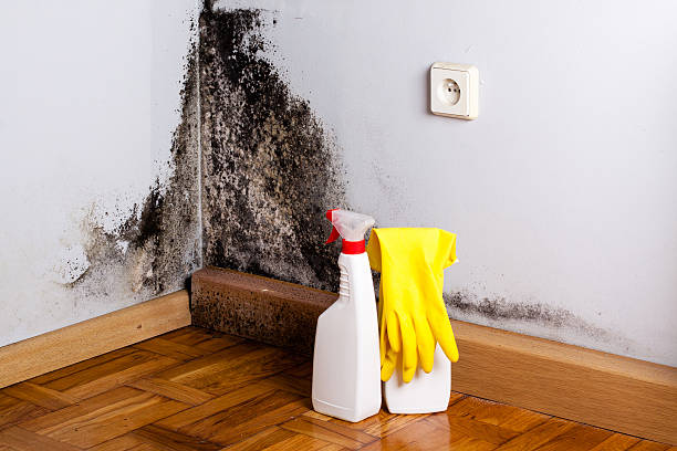 Best Mold Inspection  in Springerville, AZ