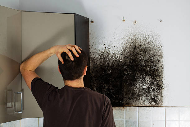 Best Best Mold Removal Companies  in Springerville, AZ