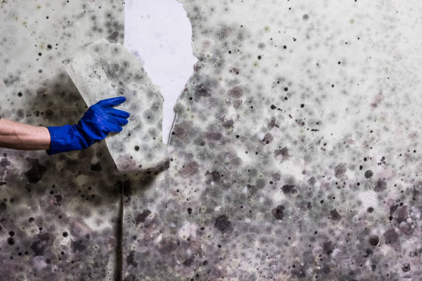 Best Residential Mold Removal  in Springerville, AZ