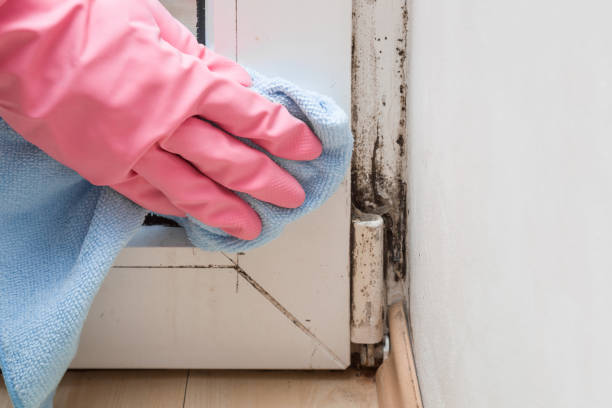 Best Mold Cleaning Services  in Springerville, AZ
