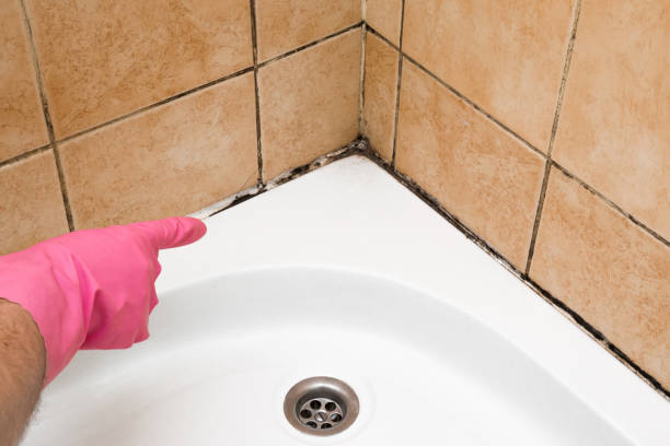 Best Home Mold Removal  in Springerville, AZ