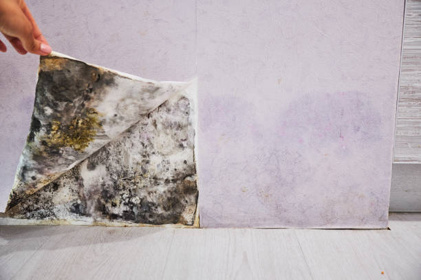 Best Commercial Mold Removal  in Springerville, AZ